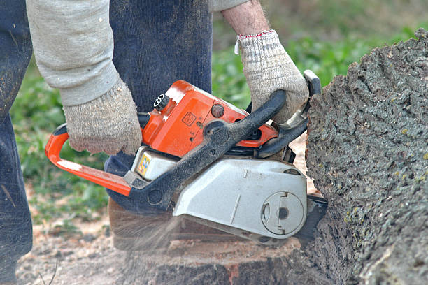 How Our Tree Care Process Works  in  West Point, UT